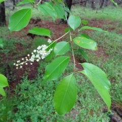 Prunus serotina at Isaacs, ACT - 24 Oct 2020