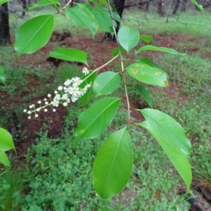 Prunus serotina at Isaacs, ACT - 24 Oct 2020