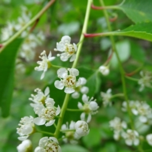 Prunus serotina at Isaacs, ACT - 24 Oct 2020