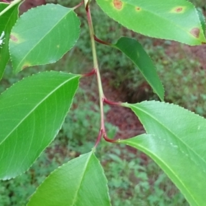 Prunus serotina at Isaacs, ACT - 24 Oct 2020