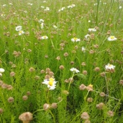 Calotis anthemoides (Chamomile Burr-daisy) at Symonston, ACT - 26 Oct 2020 by RichardMilner