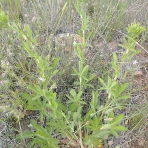 Potentilla recta at Molonglo River Reserve - 27 Oct 2020