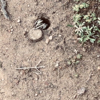 Portacosa cinerea (Grey wolf spider) at Farrer Ridge - 27 Oct 2020 by Warwick