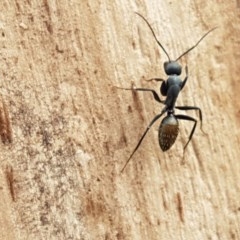 Camponotus aeneopilosus (A Golden-tailed sugar ant) at City Renewal Authority Area - 27 Oct 2020 by tpreston