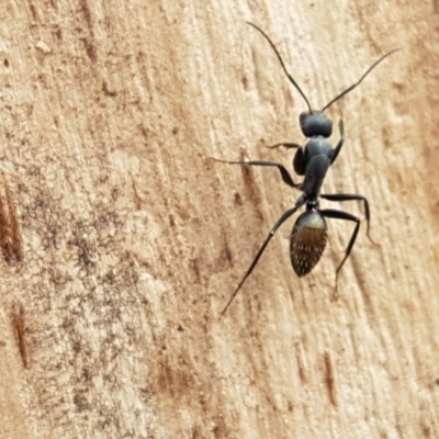 Camponotus aeneopilosus (A Golden-tailed sugar ant) at City Renewal Authority Area - 27 Oct 2020 by tpreston