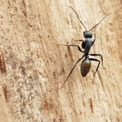 Camponotus aeneopilosus (A Golden-tailed sugar ant) at Lyneham Wetland - 28 Oct 2020 by trevorpreston