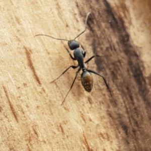 Camponotus aeneopilosus at Lyneham Wetland - 28 Oct 2020