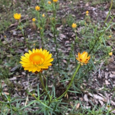 Xerochrysum viscosum (Sticky Everlasting) at Stirling Park - 27 Oct 2020 by Ratcliffe