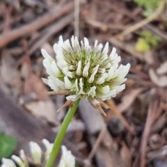 Trifolium repens (White Clover) at City Renewal Authority Area - 27 Oct 2020 by tpreston