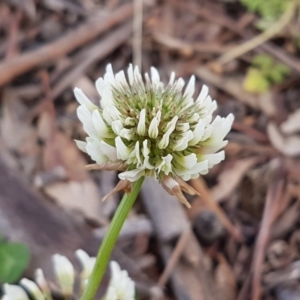 Trifolium repens at Lyneham, ACT - 28 Oct 2020