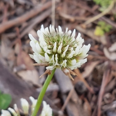 Trifolium repens (White Clover) at Lyneham, ACT - 27 Oct 2020 by tpreston