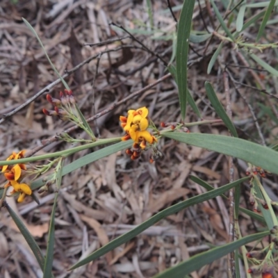 Daviesia leptophylla (Slender Bitter Pea) at Crace, ACT - 5 Oct 2020 by michaelb