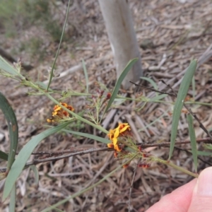 Daviesia leptophylla at Crace, ACT - 5 Oct 2020