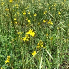 Bulbine bulbosa (Golden Lily, Bulbine Lily) at Yarralumla, ACT - 28 Oct 2020 by Ratcliffe