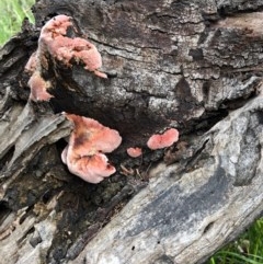Rhodofomitopsis lilacinogilva complex (Lilac Shelf Fungus) at Yarralumla, ACT - 27 Oct 2020 by Ratcliffe
