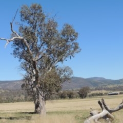 Eucalyptus blakelyi (Blakely's Red Gum) at Gordon, ACT - 14 Sep 2020 by michaelb