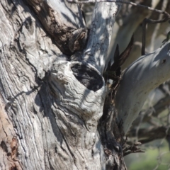 Eucalyptus blakelyi at Tharwa, ACT - 14 Sep 2020