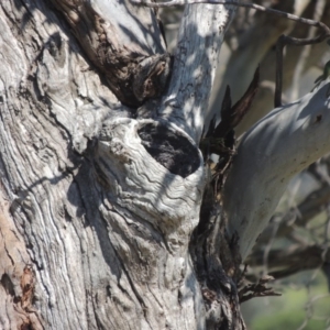 Eucalyptus blakelyi at Tharwa, ACT - 14 Sep 2020