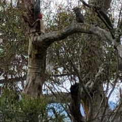 Callocephalon fimbriatum (Gang-gang Cockatoo) at Yarralumla, ACT - 28 Oct 2020 by Ratcliffe