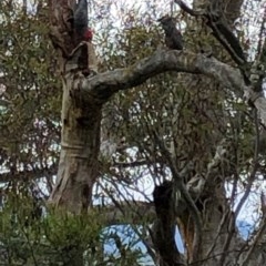 Callocephalon fimbriatum (Gang-gang Cockatoo) at Stirling Park - 27 Oct 2020 by Ratcliffe