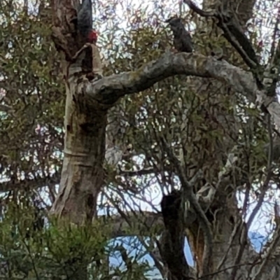 Callocephalon fimbriatum (Gang-gang Cockatoo) at Yarralumla, ACT - 28 Oct 2020 by Ratcliffe