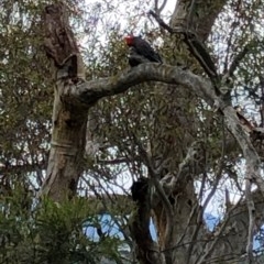 Callocephalon fimbriatum at Yarralumla, ACT - suppressed