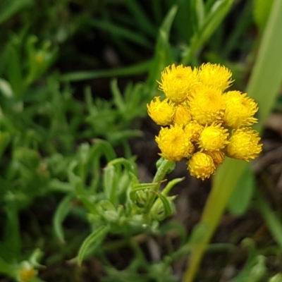 Chrysocephalum apiculatum (Common Everlasting) at Lyneham, ACT - 28 Oct 2020 by trevorpreston