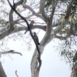 Callocephalon fimbriatum at Yarralumla, ACT - suppressed