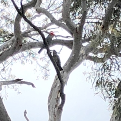 Callocephalon fimbriatum (Gang-gang Cockatoo) at Stirling Park - 27 Oct 2020 by Ratcliffe