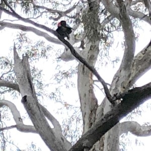 Callocephalon fimbriatum at Yarralumla, ACT - 28 Oct 2020