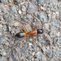 Camponotus consobrinus (Banded sugar ant) at Lyneham Wetland - 28 Oct 2020 by trevorpreston