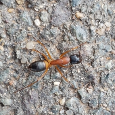 Camponotus consobrinus (Banded sugar ant) at City Renewal Authority Area - 27 Oct 2020 by tpreston