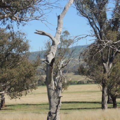 Eucalyptus sp. (dead tree) (Dead Hollow-bearing Eucalypt) at Gordon, ACT - 14 Sep 2020 by michaelb