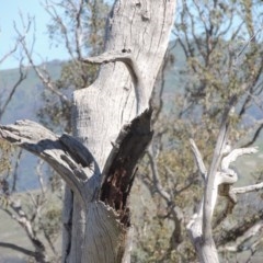 Eucalyptus sp. (dead tree) at Gordon, ACT - 14 Sep 2020 01:09 PM