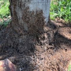 Papyrius nitidus at Red Hill, ACT - suppressed