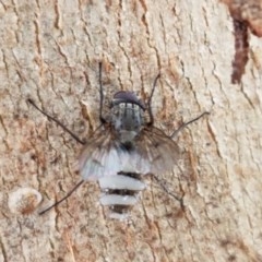 Entomophthora sp. (genus) (Puppeteer Fungus) at Lyneham Wetland - 27 Oct 2020 by tpreston