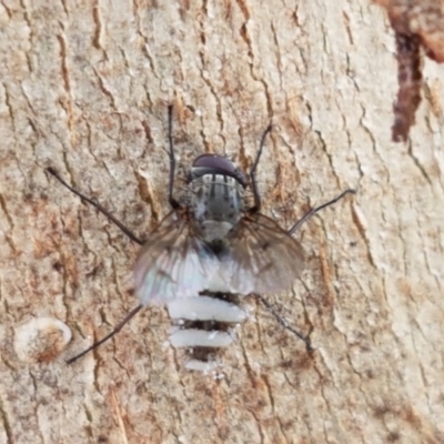 Entomophthora sp. (genus) (Puppeteer Fungus) at Sullivans Creek, Lyneham South - 27 Oct 2020 by trevorpreston