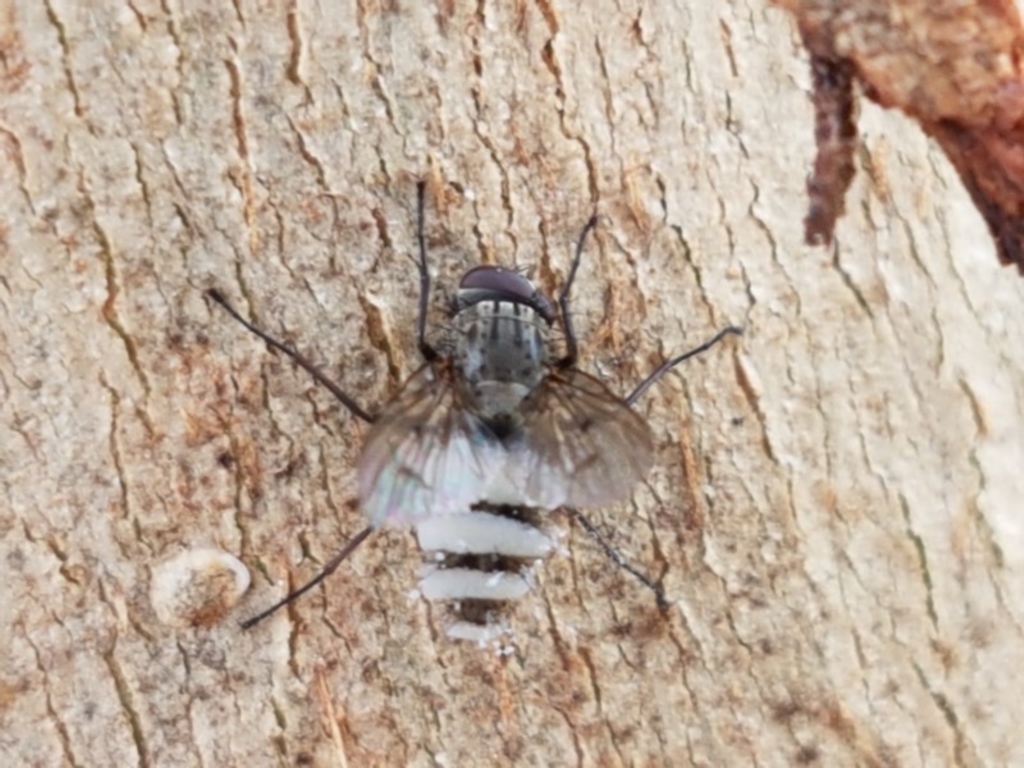 Entomophthora sp. (genus) at Lyneham, ACT - 28 Oct 2020