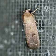 Proteuxoa tibiata (Horseshoe Noctuid) at O'Connor, ACT - 29 Mar 2020 by ibaird