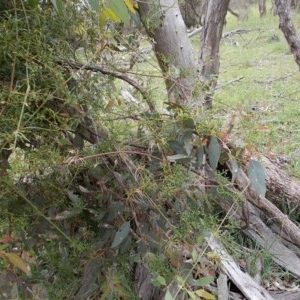 Clematis leptophylla at Majura, ACT - 27 Oct 2020