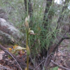 Oligochaetochilus hamatus (Southern Hooked Rustyhood) at Tralee, NSW - 28 Oct 2020 by IanBurns