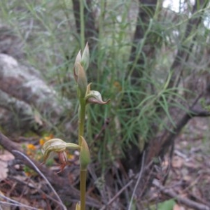 Oligochaetochilus hamatus at Tralee, NSW - 28 Oct 2020