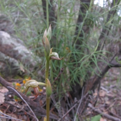 Oligochaetochilus hamatus (Southern Hooked Rustyhood) at Tralee, NSW - 28 Oct 2020 by IanBurns