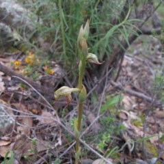 Oligochaetochilus hamatus at Tralee, NSW - 28 Oct 2020