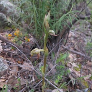 Oligochaetochilus hamatus at Tralee, NSW - 28 Oct 2020