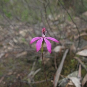 Caladenia congesta at Tralee, NSW - 28 Oct 2020