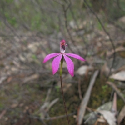 Caladenia congesta (Pink Caps) at Tralee, NSW - 28 Oct 2020 by IanBurns