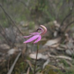 Caladenia congesta at Tralee, NSW - suppressed