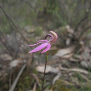 Caladenia congesta at Tralee, NSW - 28 Oct 2020