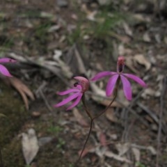Caladenia congesta at Tralee, NSW - suppressed